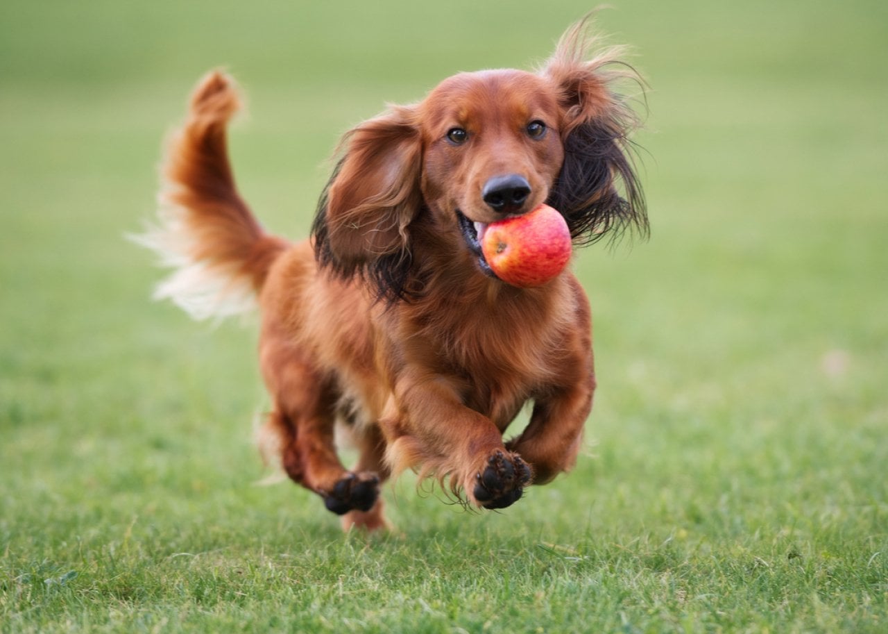 Long hair daschund running with apple in mouth.