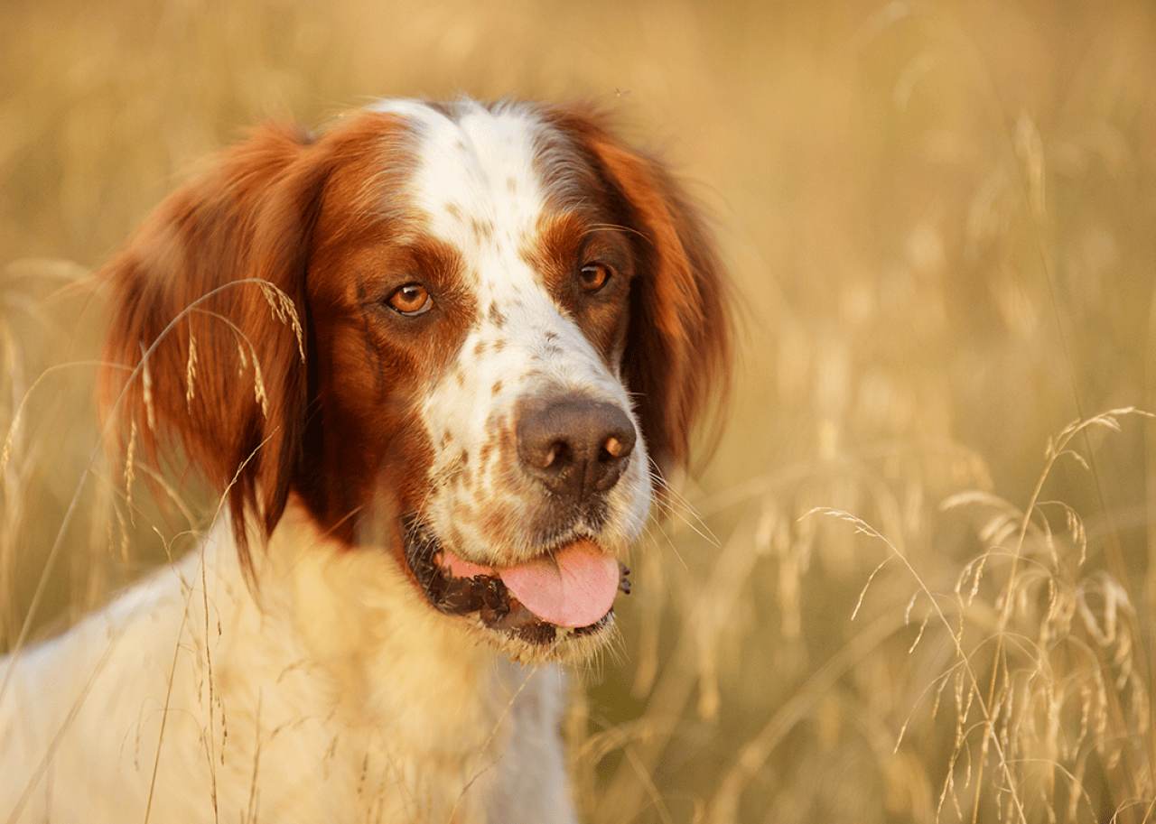 Portrait of an Irish Red and White Setter sitting in a field.