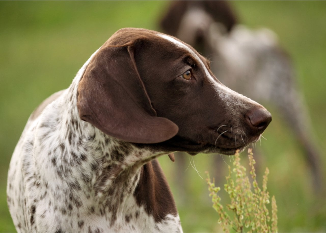 Standing German Short Haired Pointer.