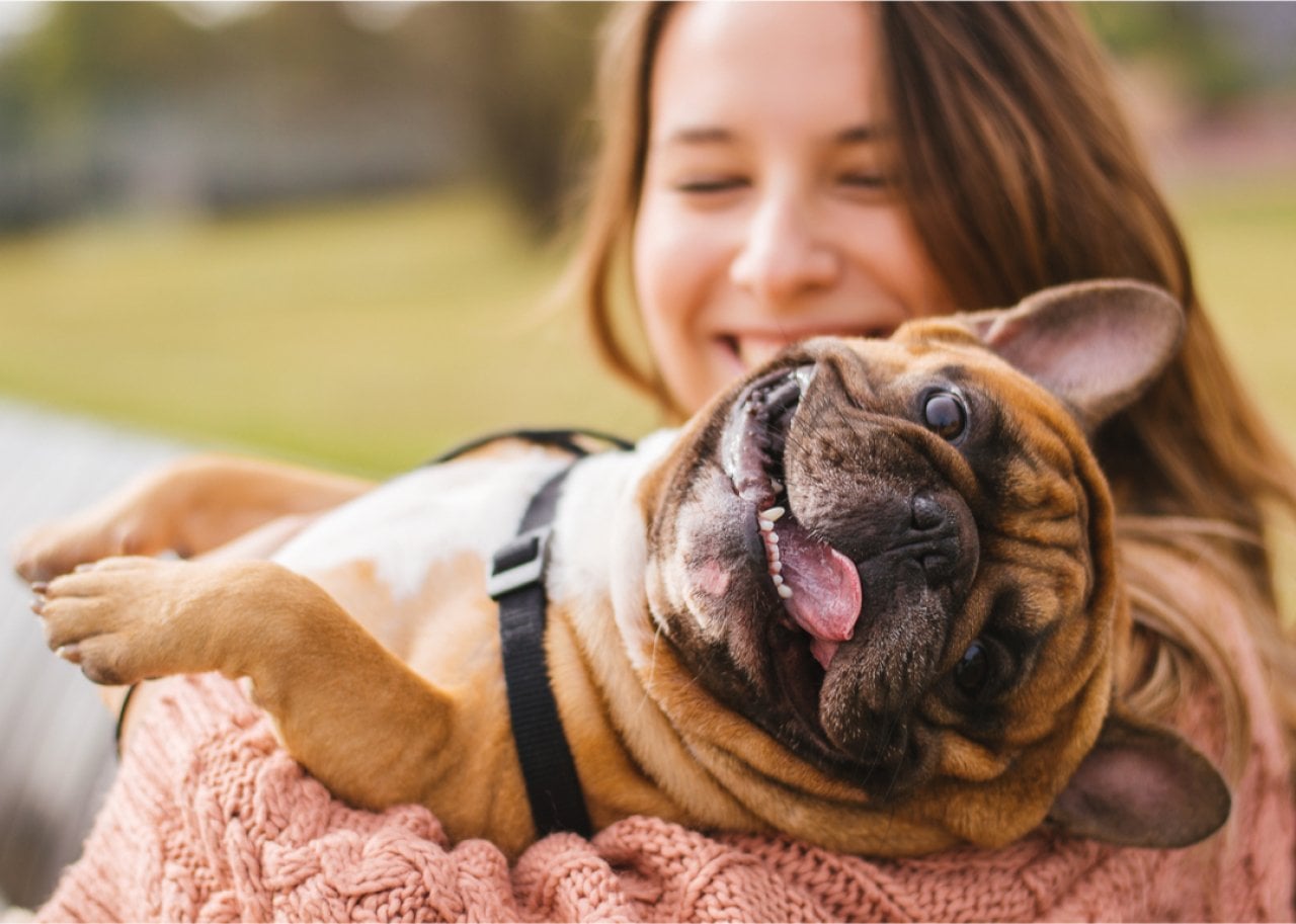 Woman holding happy French bulldog.