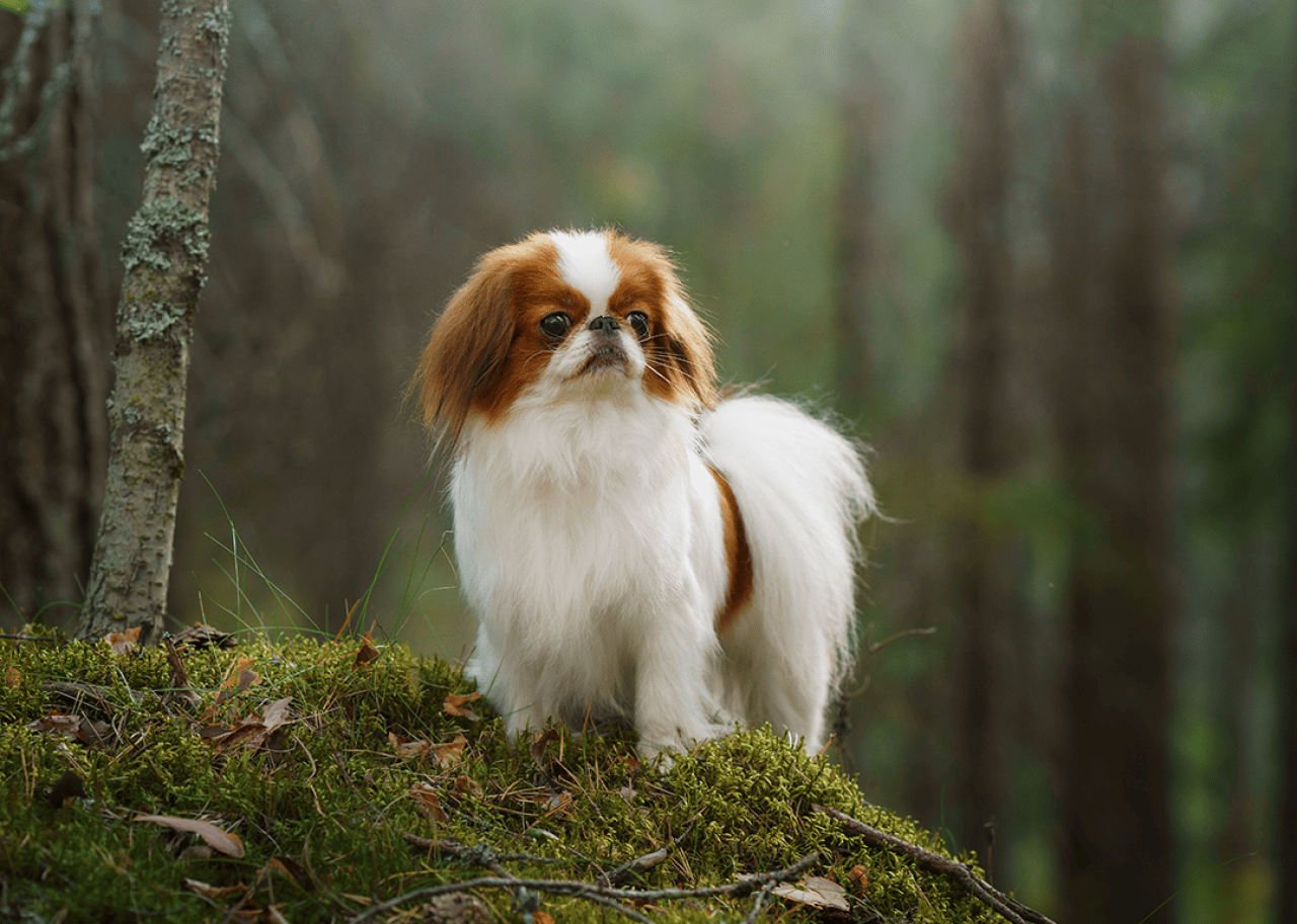 A Japanese Chin dog on a mossy rock in a sunlit forest, looking alert and attentive.