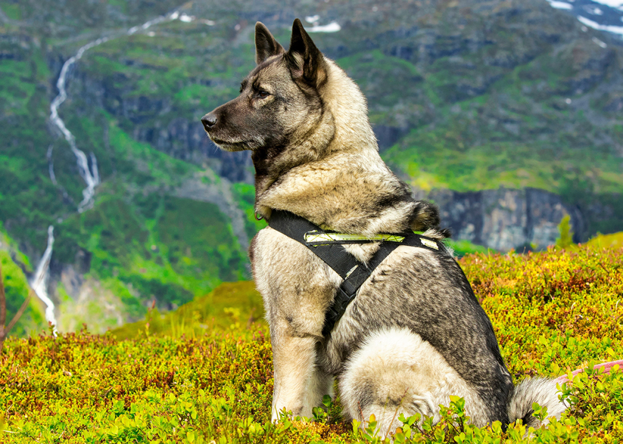 Norwegian Grey Elkhound service dog seated in a green field.