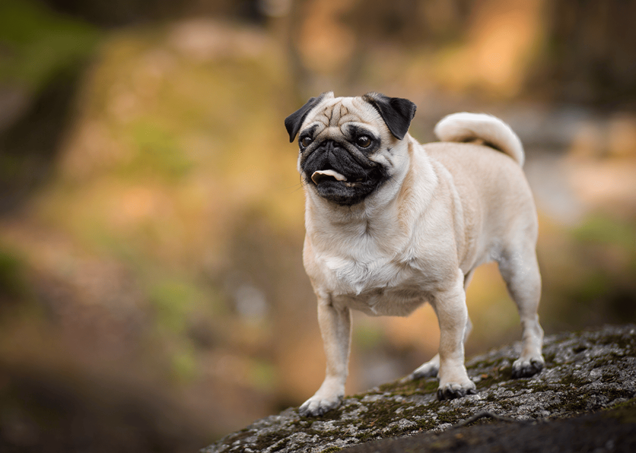 Pug dog portrait in forest.