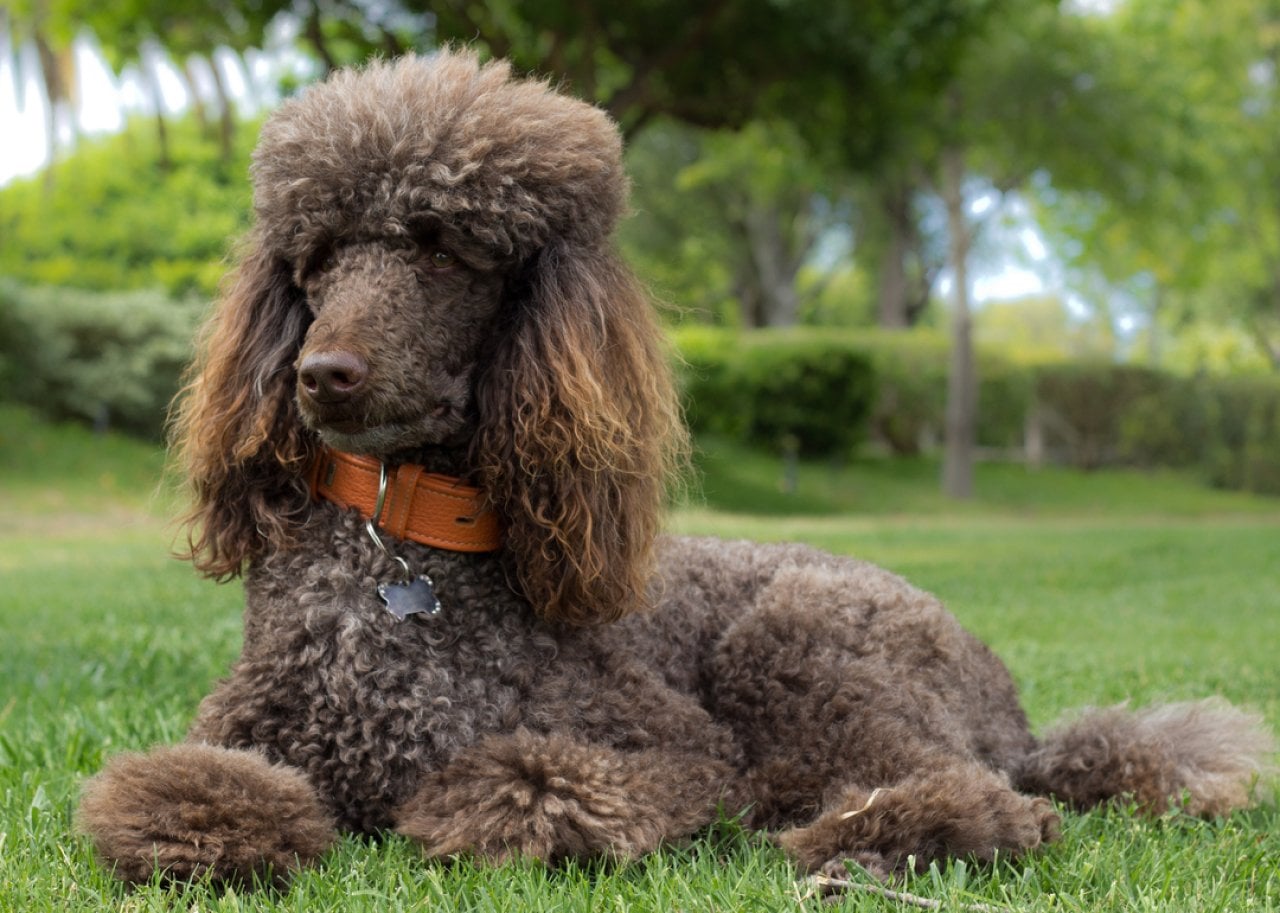 Brown Standard Poodle in grass.