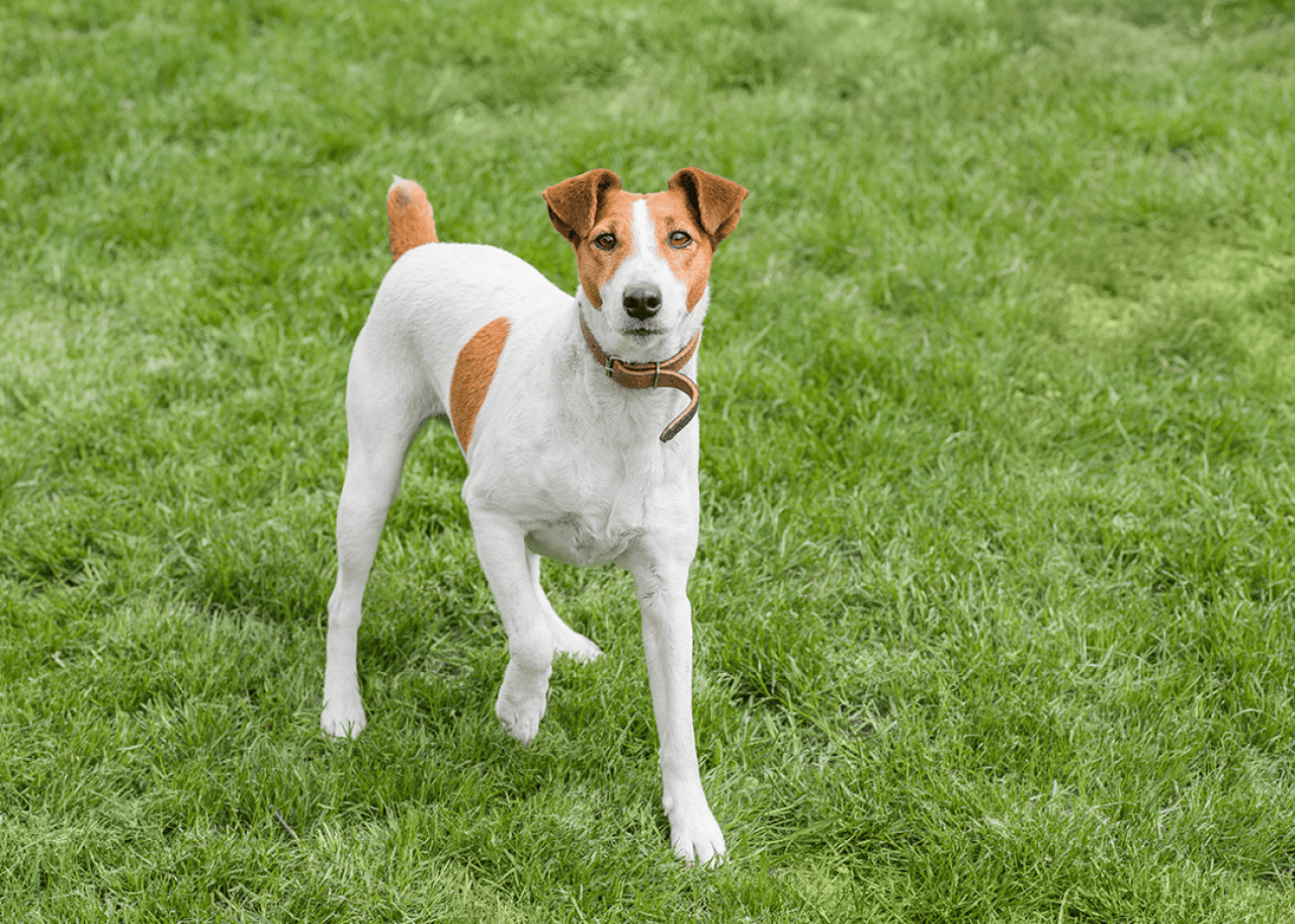 Smooth fox terrier standing in a grass.