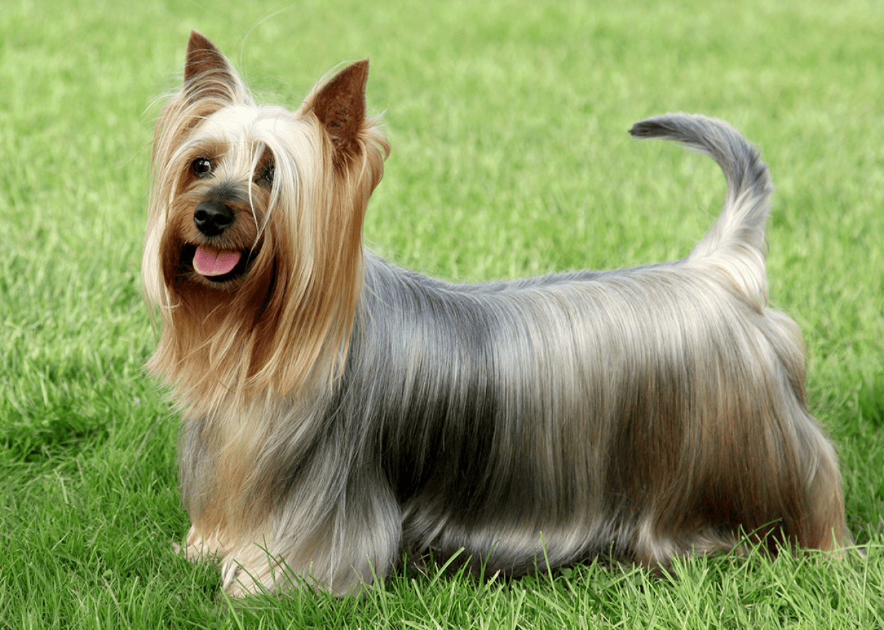 Silky Terrier on the green grass.