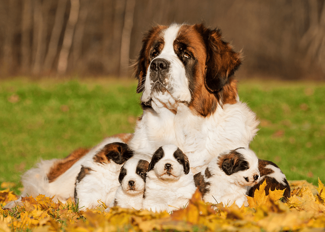 Saint Bernard with puppies outside