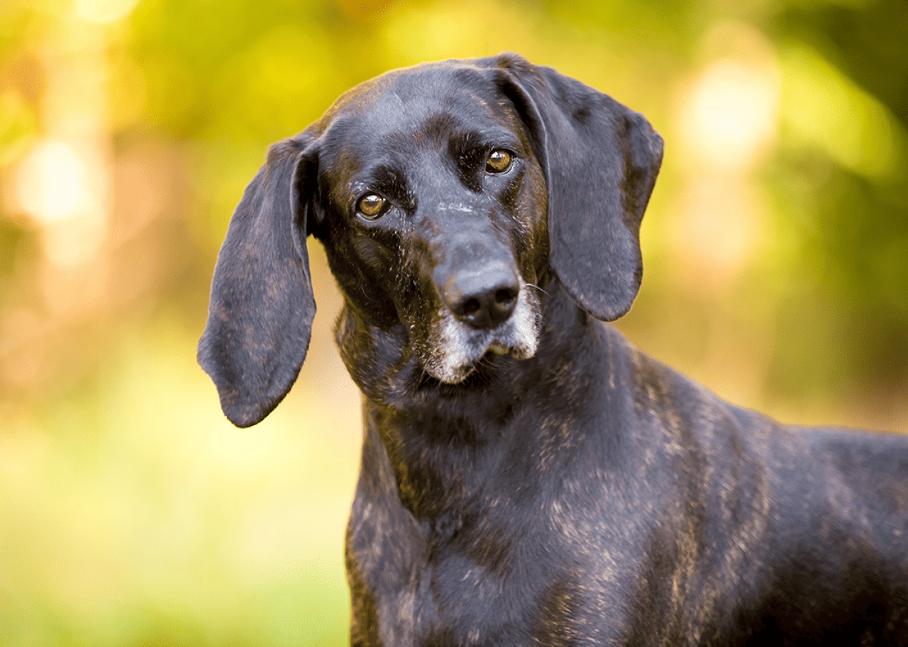 A brindle Plott hound looks at camera with head tilted.
