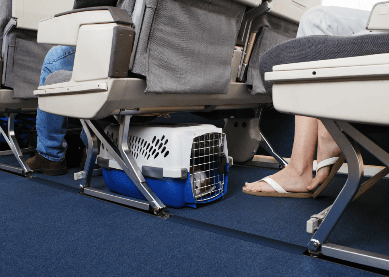 Pet in carrier under seat in airplane.