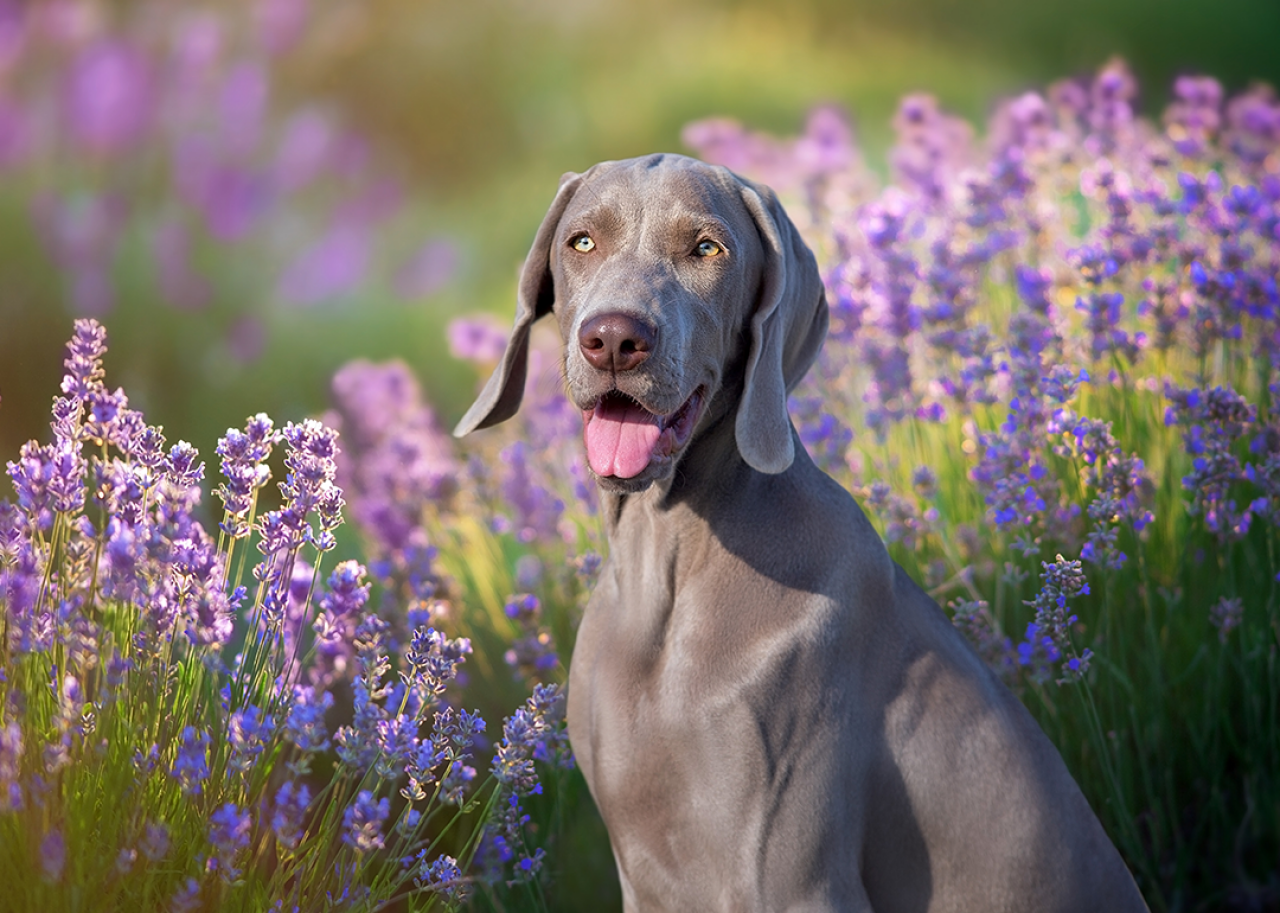 Weimaraner close up portrait in summer lavander flowers.