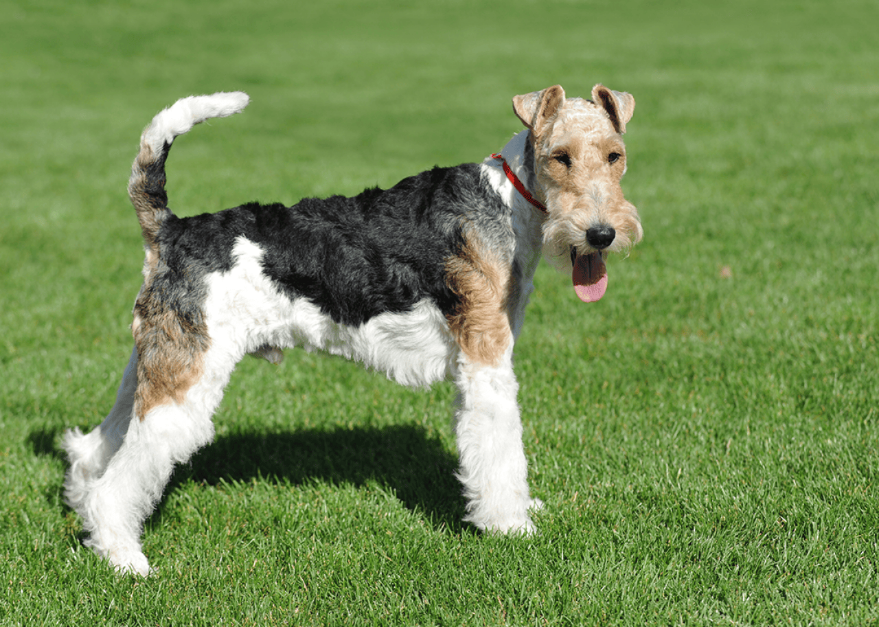Wire Fox Terrier portrait in show pose on grass.