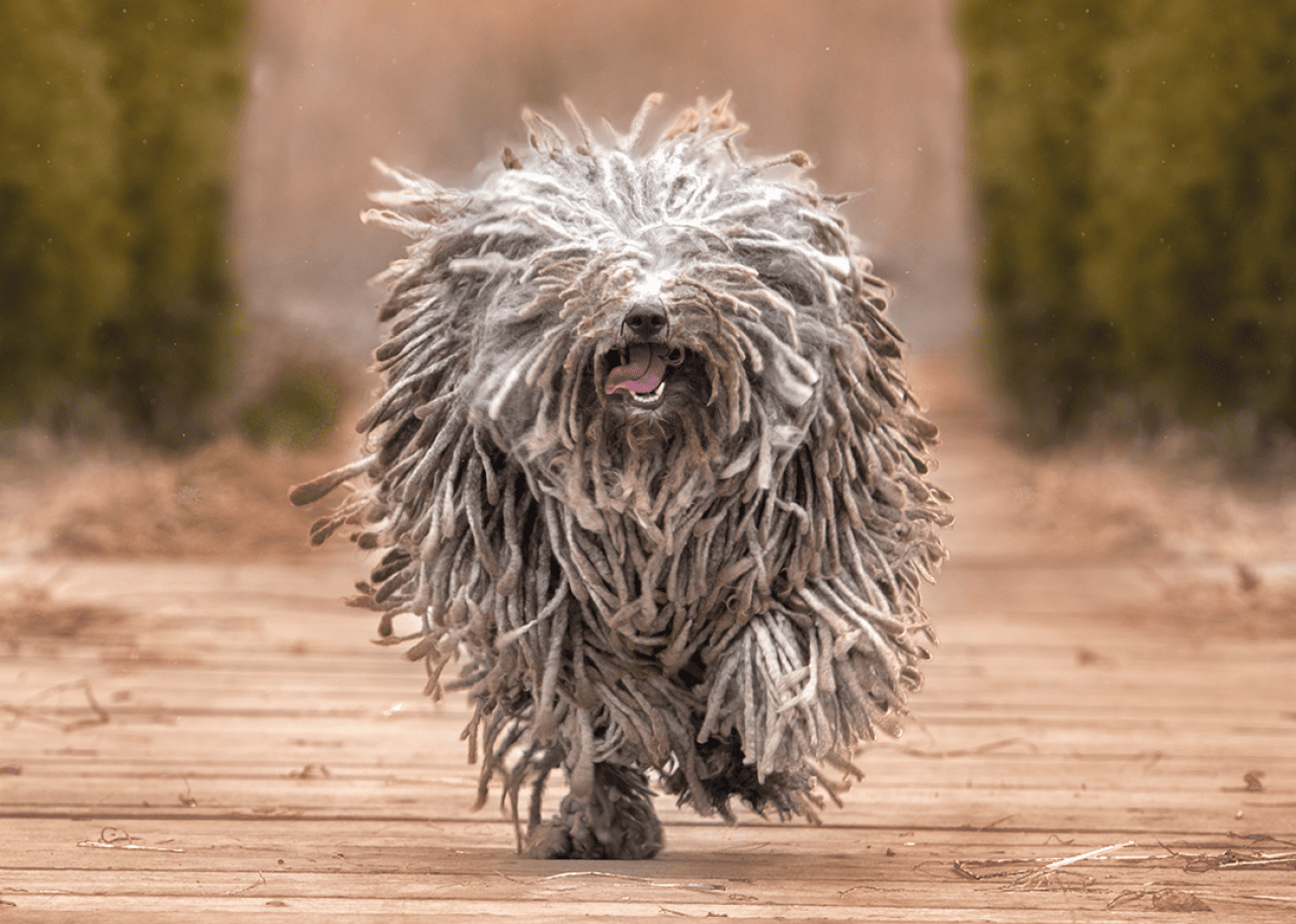 Puli running outdoors.