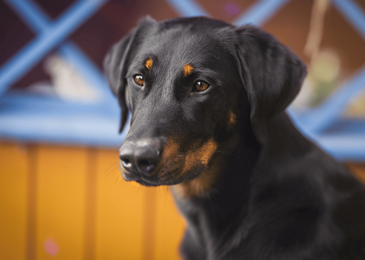 Beauceron seated portrait indoors.