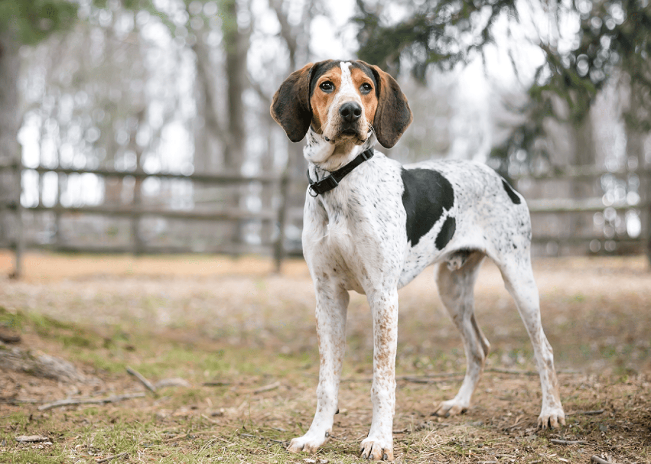A Treeing Walker Coonhound standing outdoors.