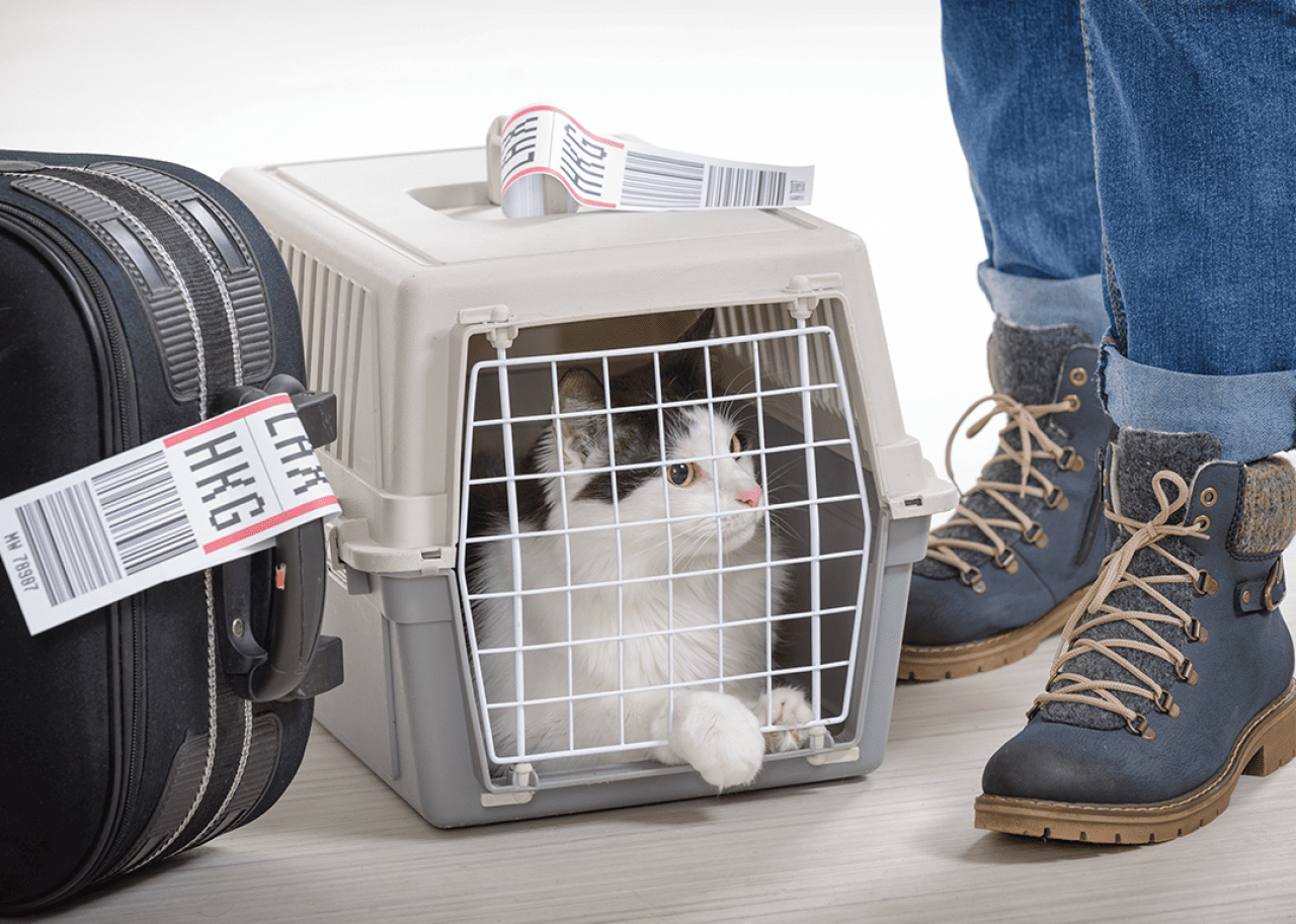 Cat in carrier beside suitcase.