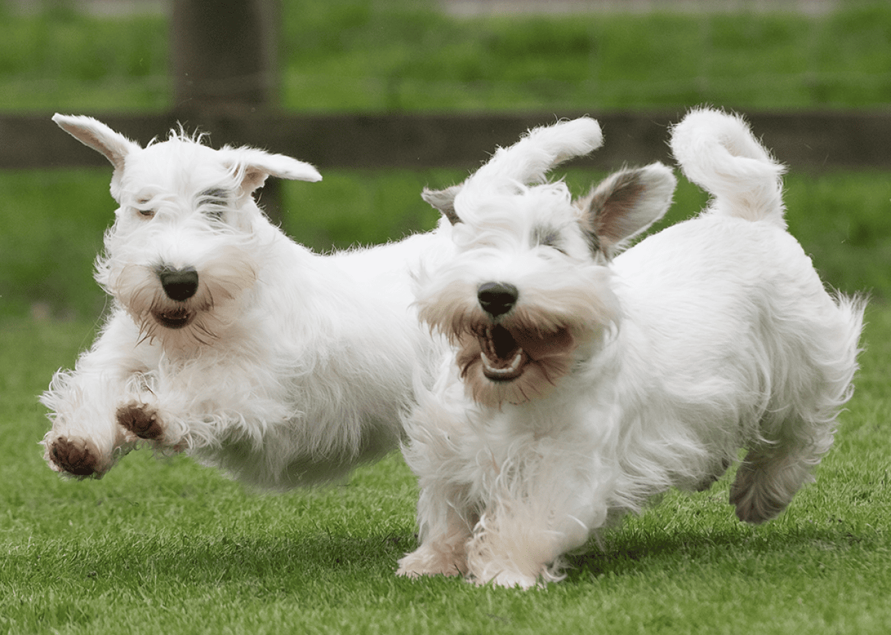 Two white Sealyham Terriers running in the grass.