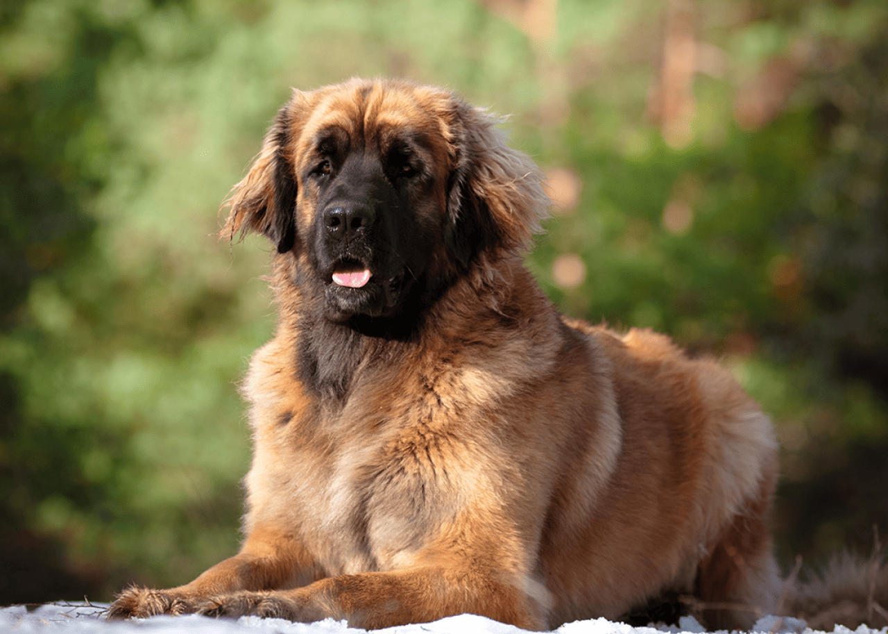 Portrait of seated Leonberger in sun.