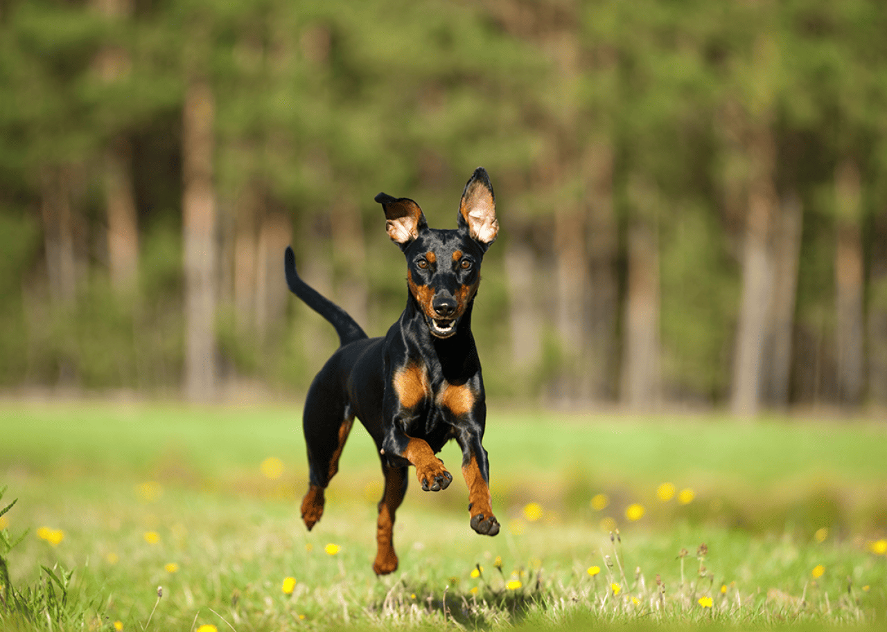 German pinscher dog running in a summer meadow.