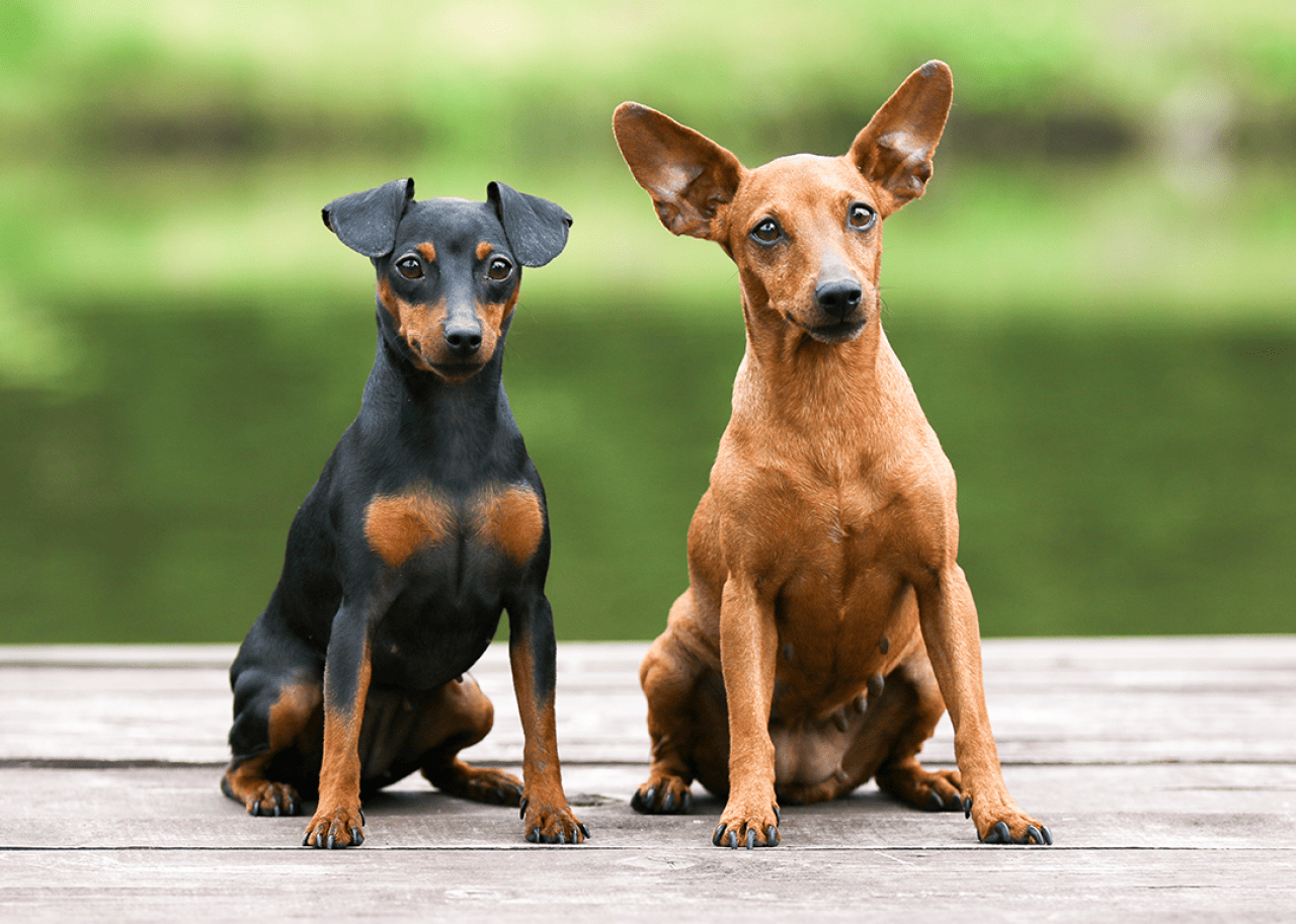 Sable brown and black and tan miniature pinscher portrait sitting outside.