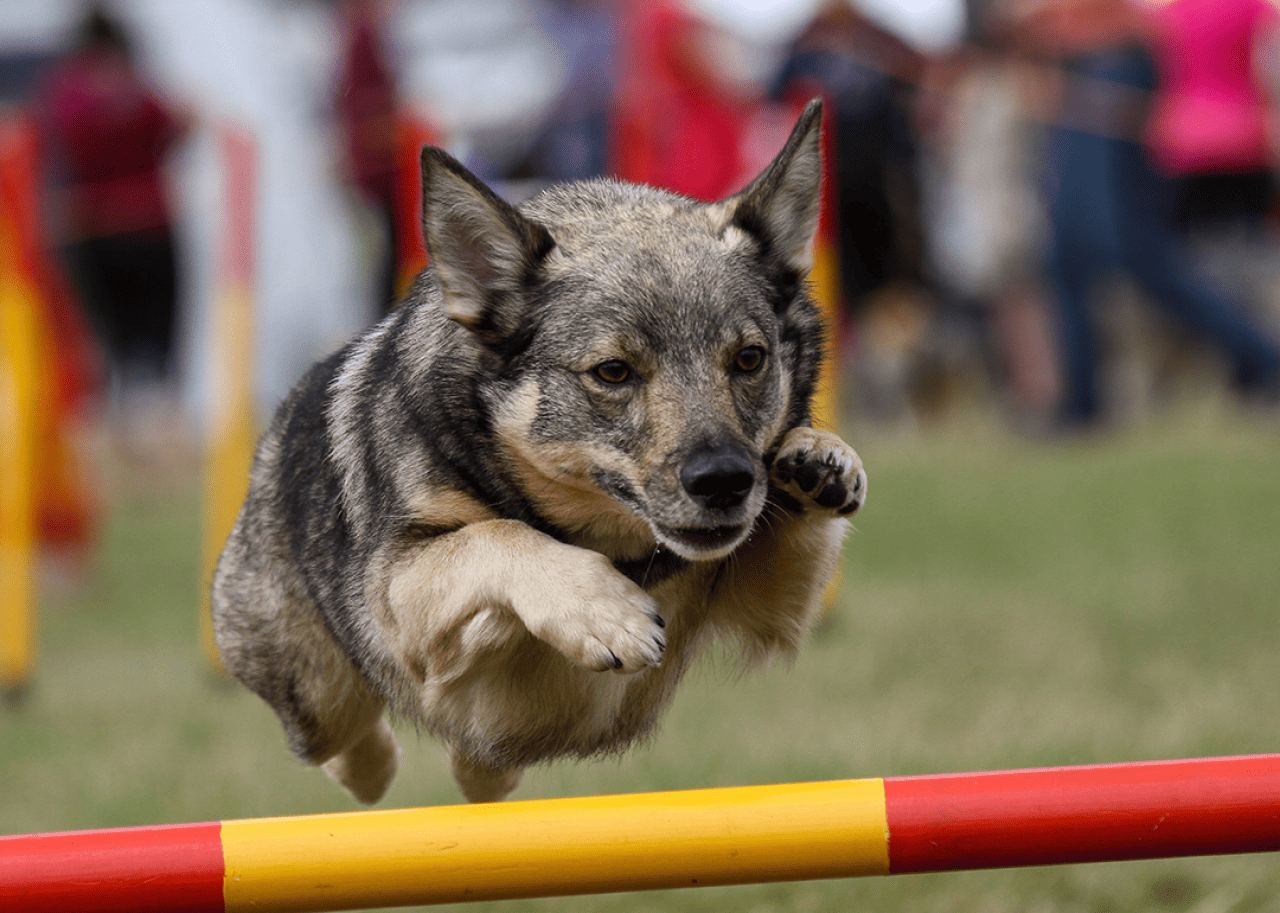 Swedish Vallhund competing in agility jump course.