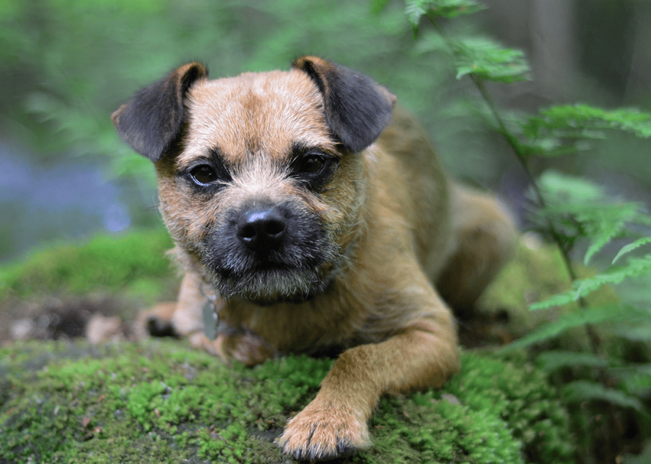 A border terrier sitting in a wooded area.