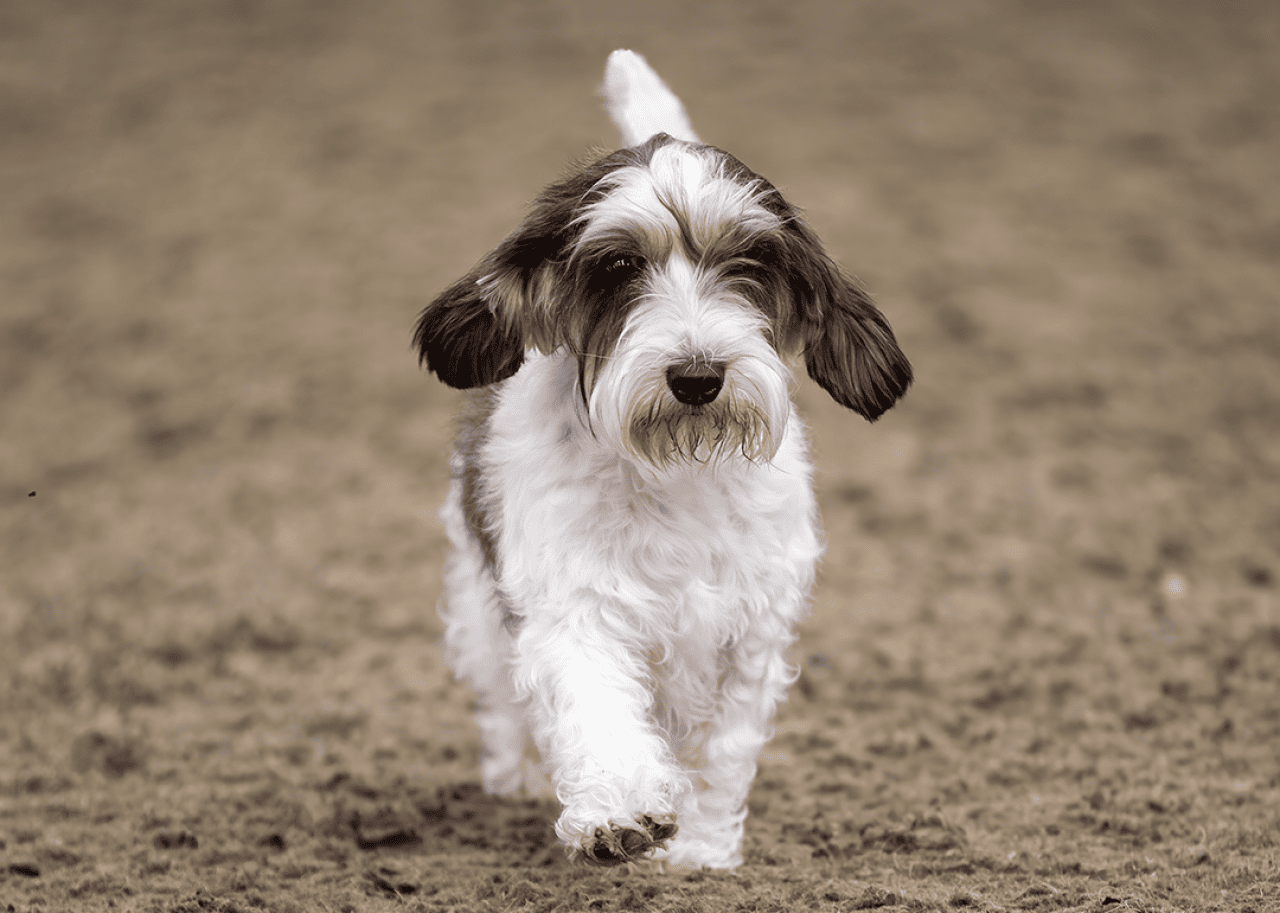 Petit Basset Griffon VendÃ©en puppy walking in dirt.