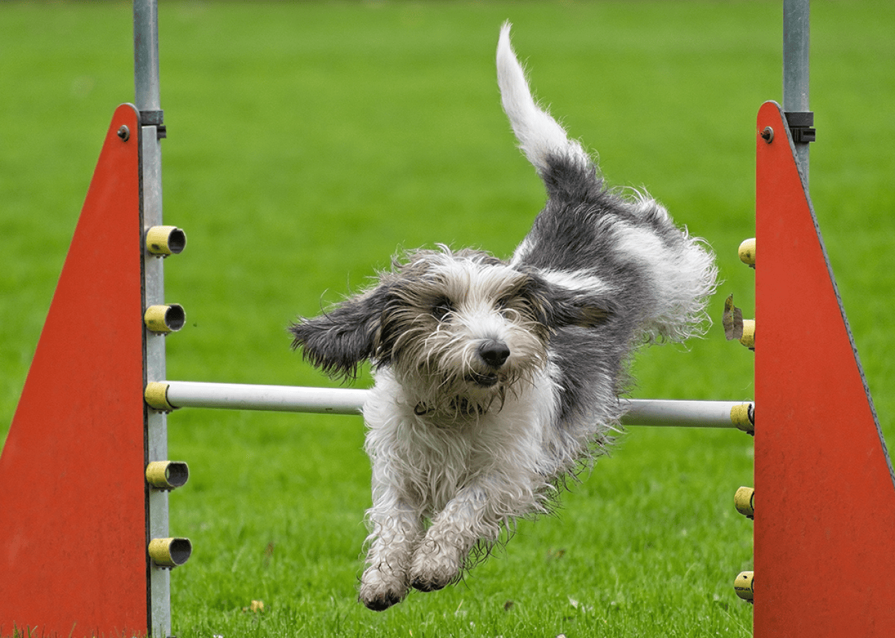 Petit basset griffon vendeen jumps over an obstacle.