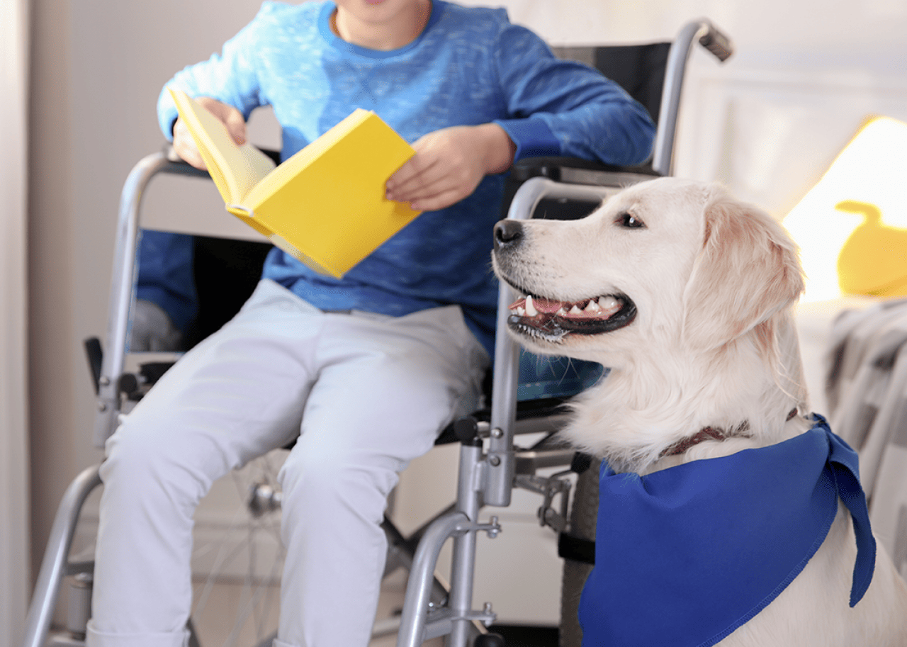 A boy in wheelchair reading book with service dog.