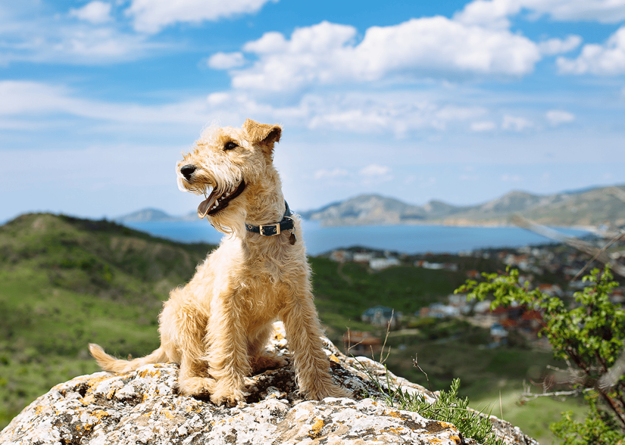 Lakeland terrier dog sitting on a large rock on clear day.