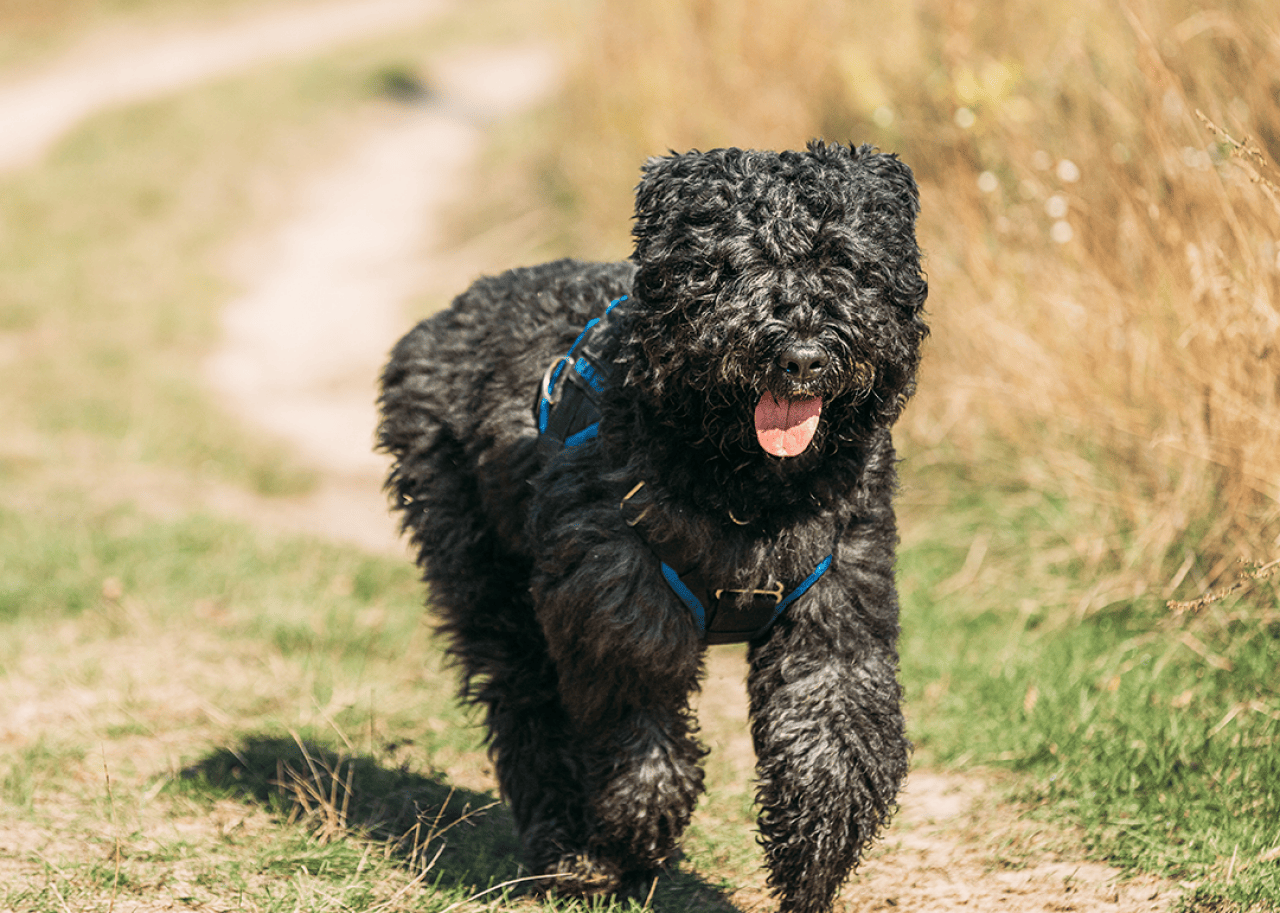 Bouvier des Flandres running in countryside on autumn day.