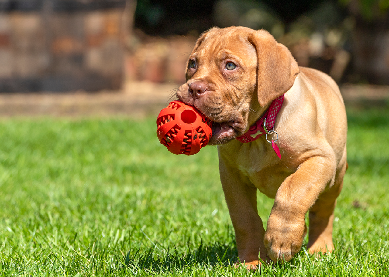Dogue de Bordeaux puppy plays with ball.