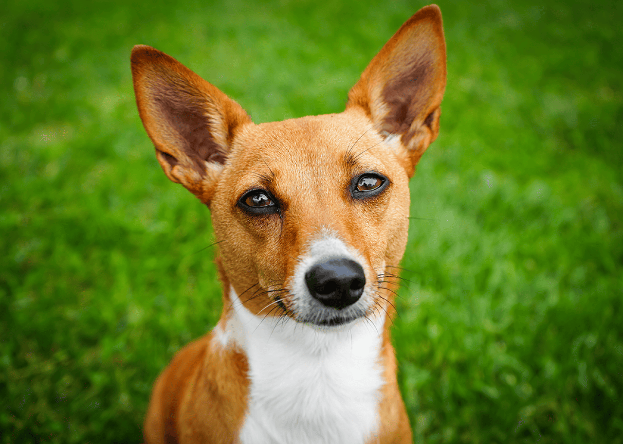 Portrait of a Portuguese podengo pequeno.