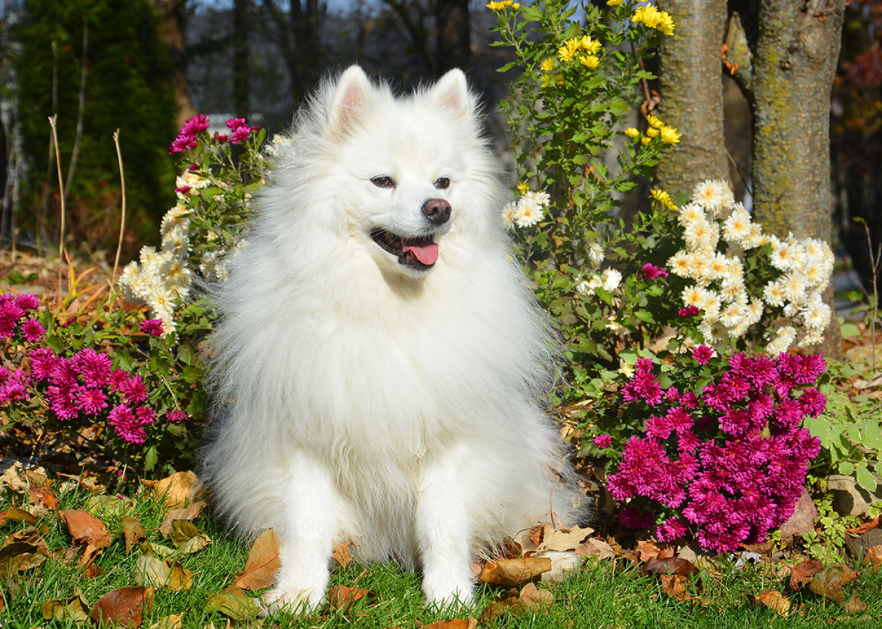 American Eskimo Dog sitting outside with flowers.