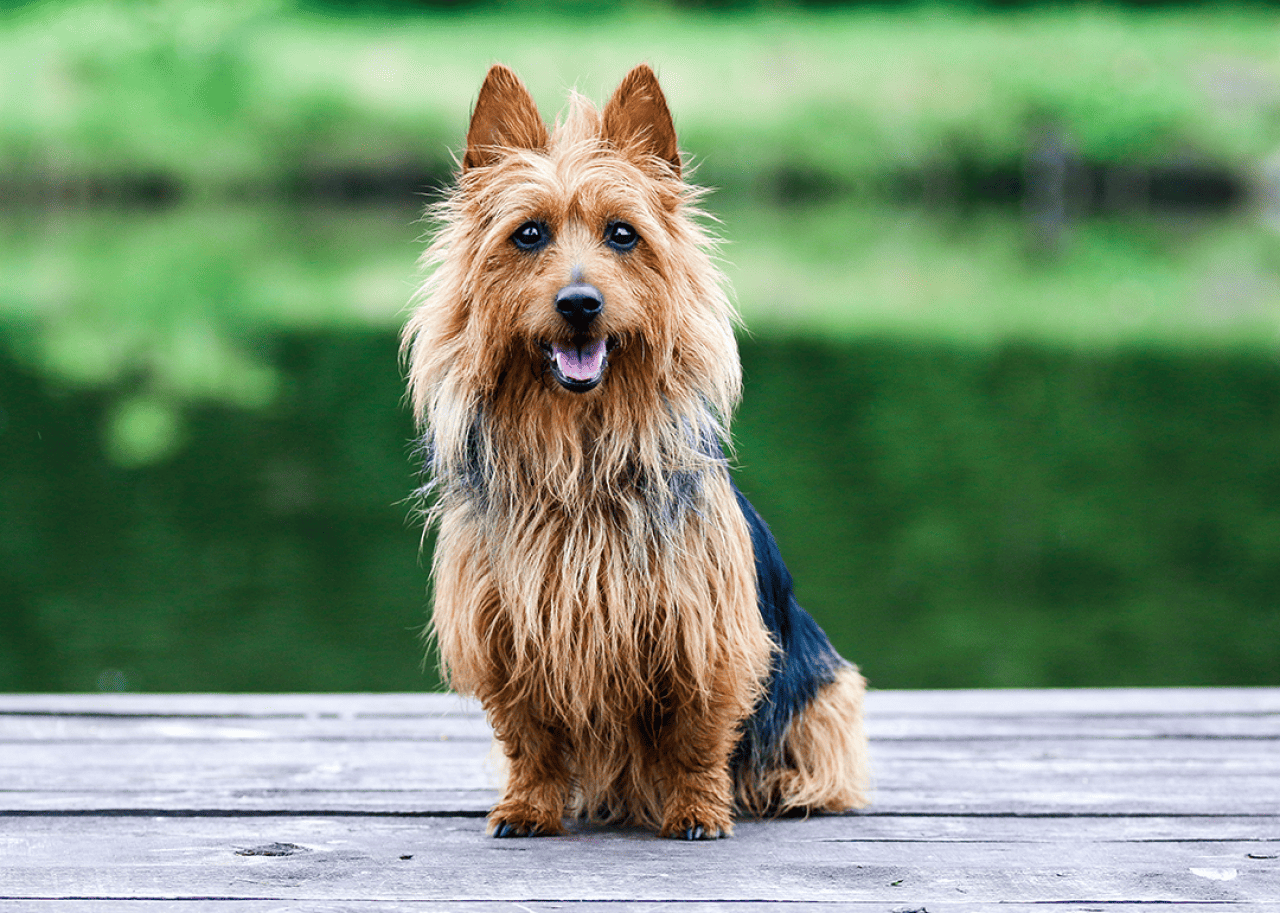 Black and sable tan Australian Terrier sitting outside on wooden pier.