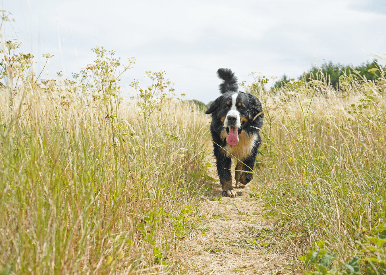 Dog running in tall grass.