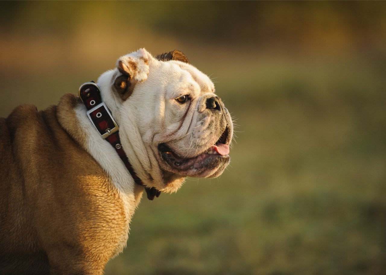 Profile portrait of English Bulldog.