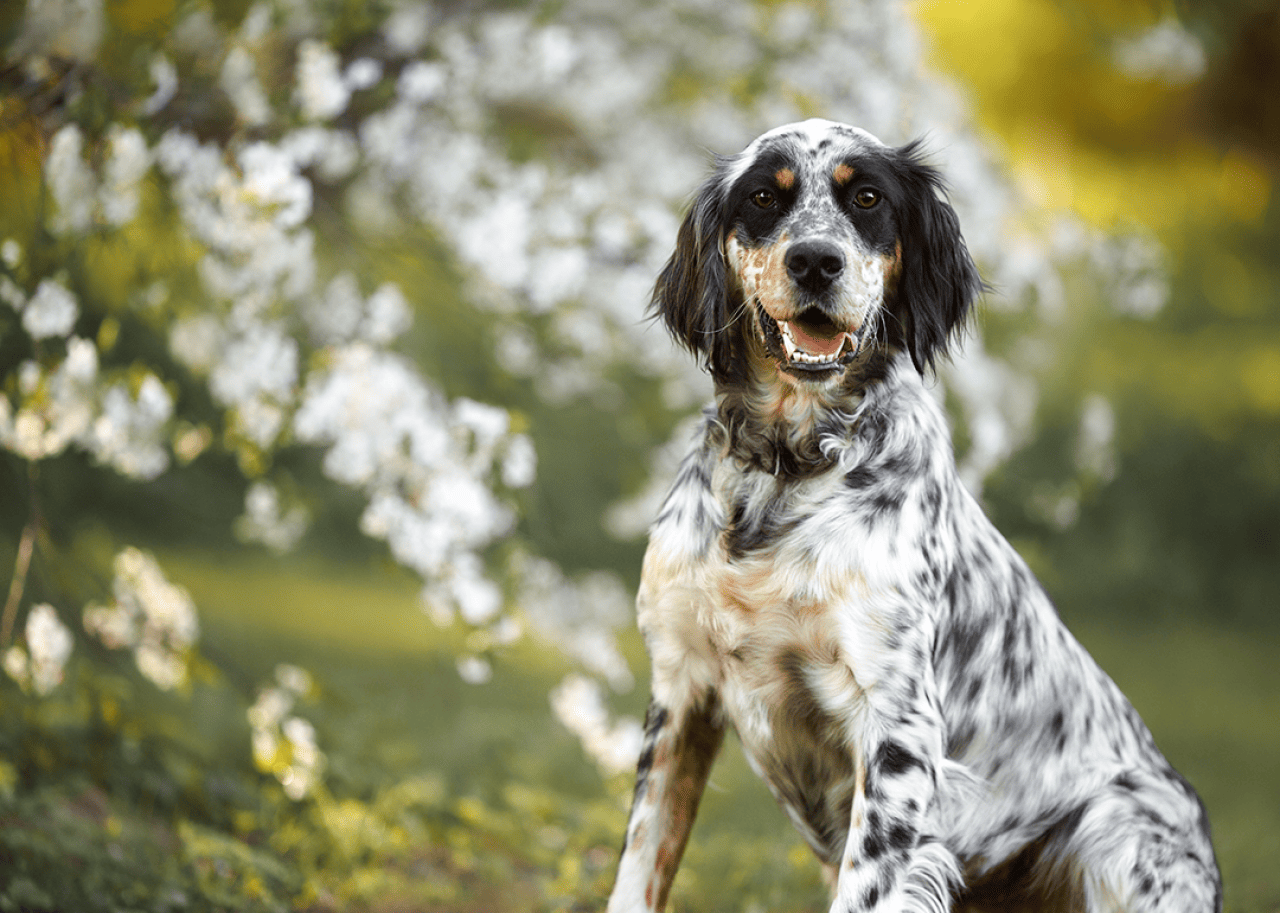 Young english setter portrait outdoors in spring.