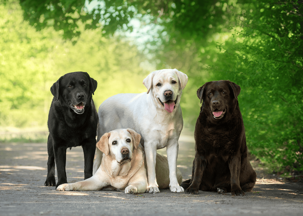 Four on labradors of different colors sit on path.