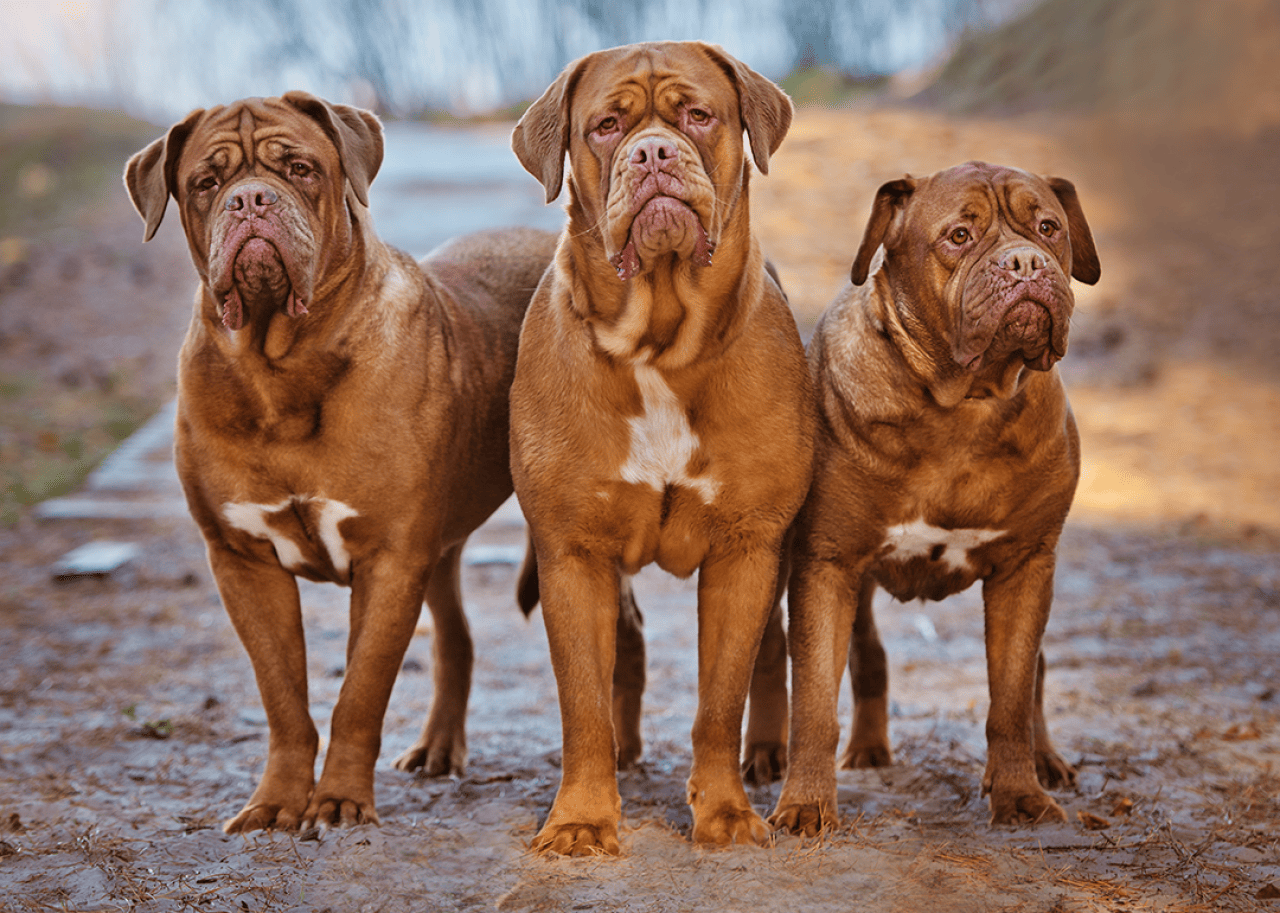 Three dogue de bordeaux dogs together