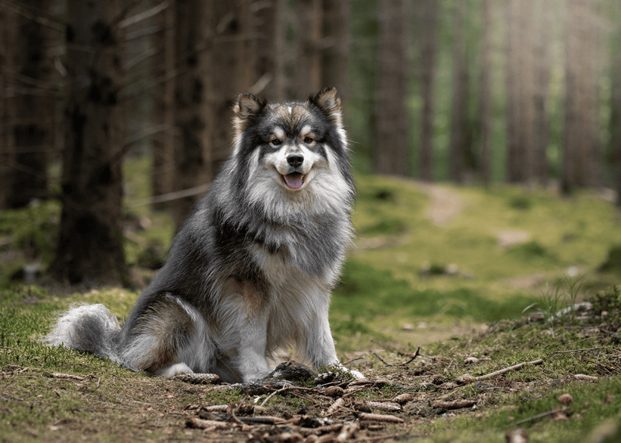 A Finnish Lapphund sitting on a wooded trail.