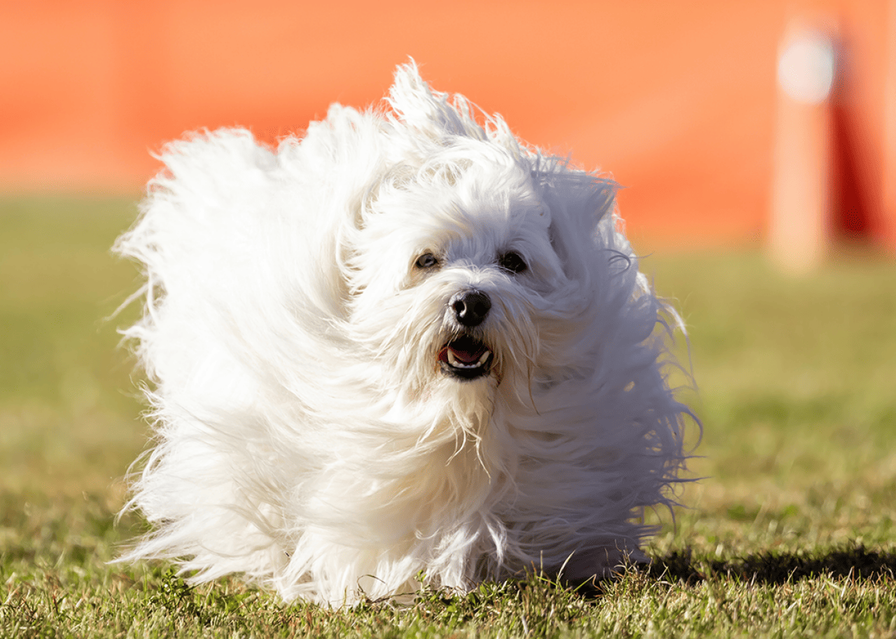 Coton de Tulear running Lure Course.