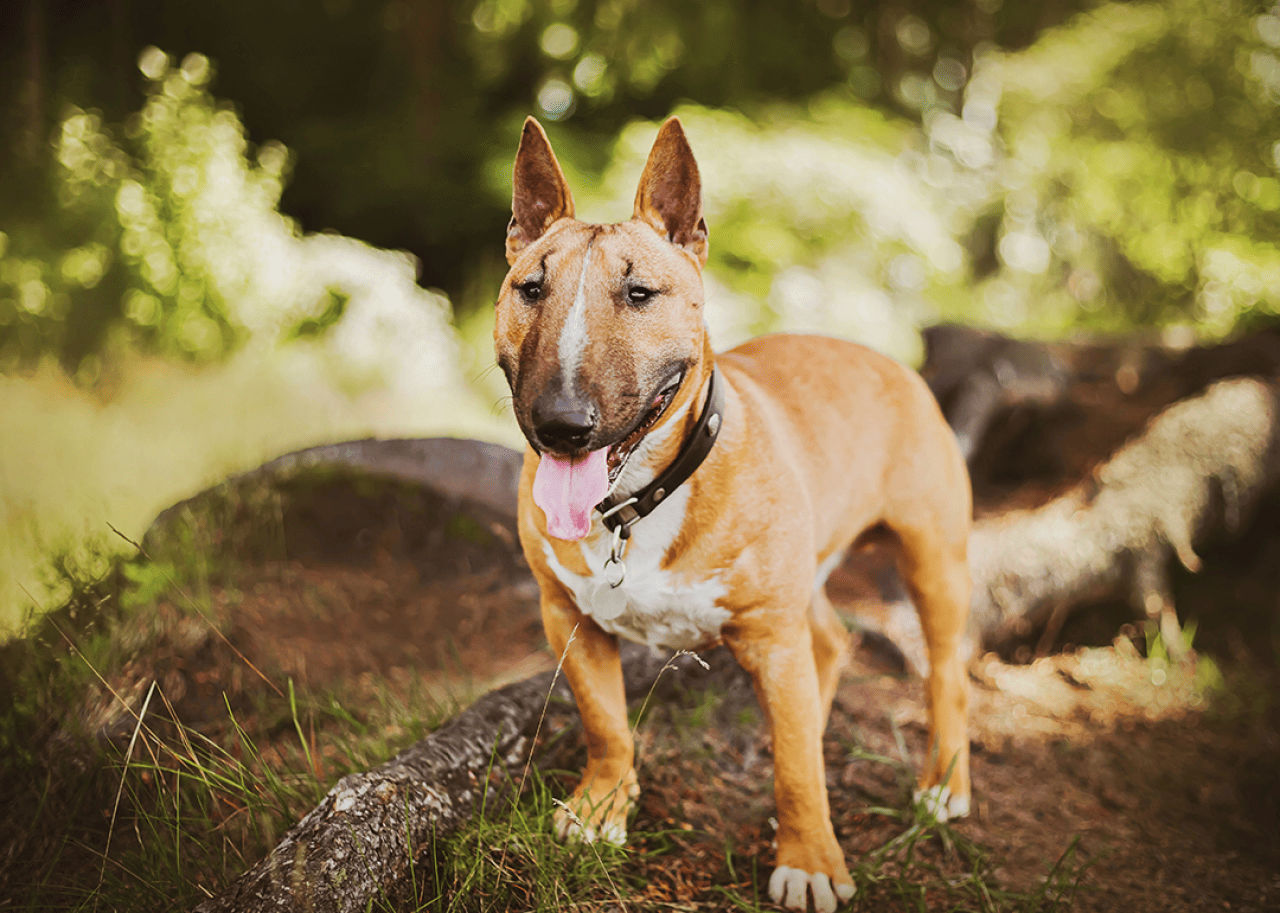 A ginger bull terrier standing in a forest.