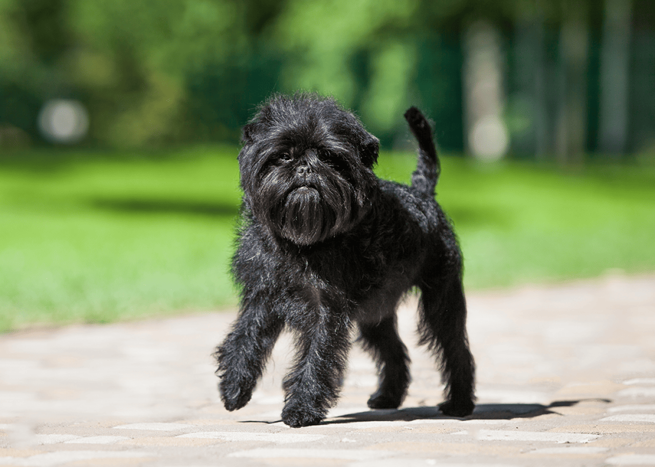 Black affenpinscher walking in the park.