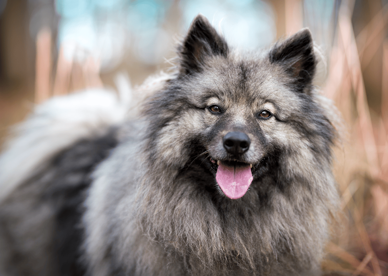 Keeshond standing outdoors in autumn.