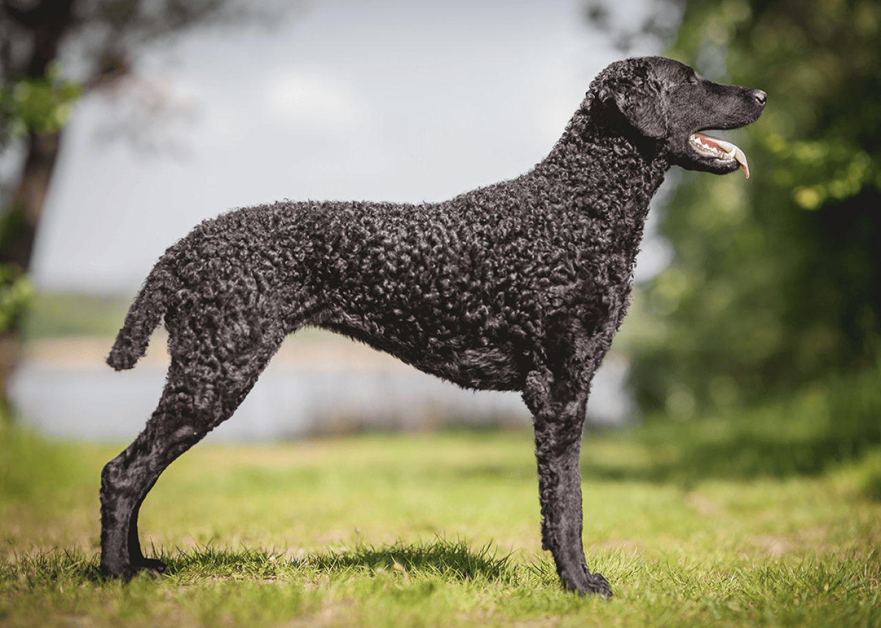 Profile portrait of a standing Black Curly coated retriever.