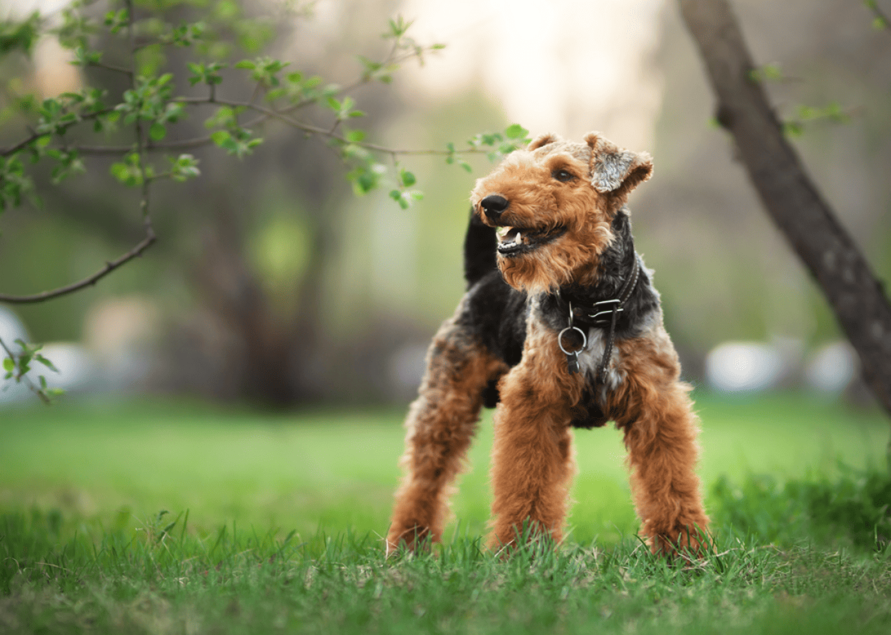 Welsh terrier standing in grass.