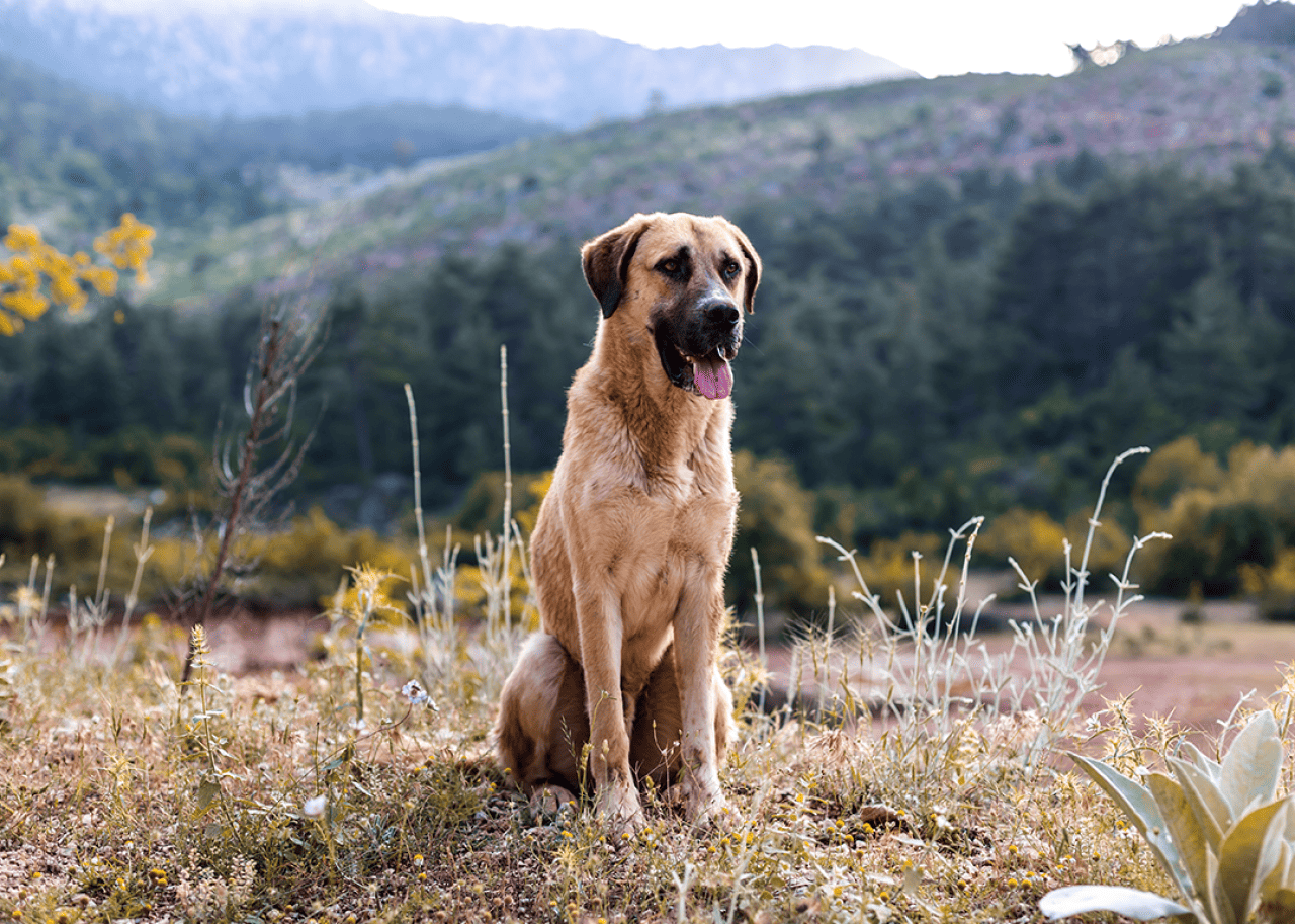 An Anatolian shepherd sitting outdoors in a mountainous area.