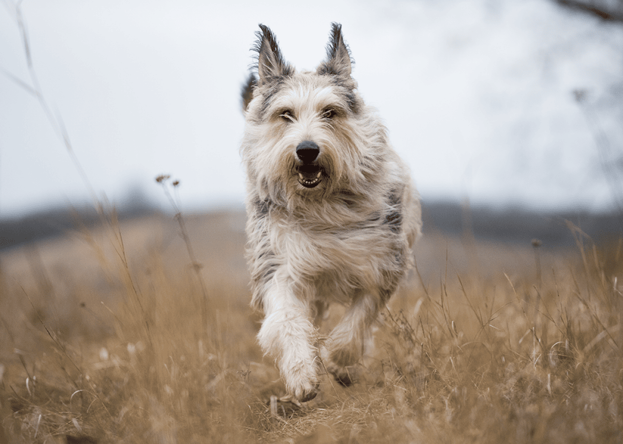 Berger picard running in field toward camera.
