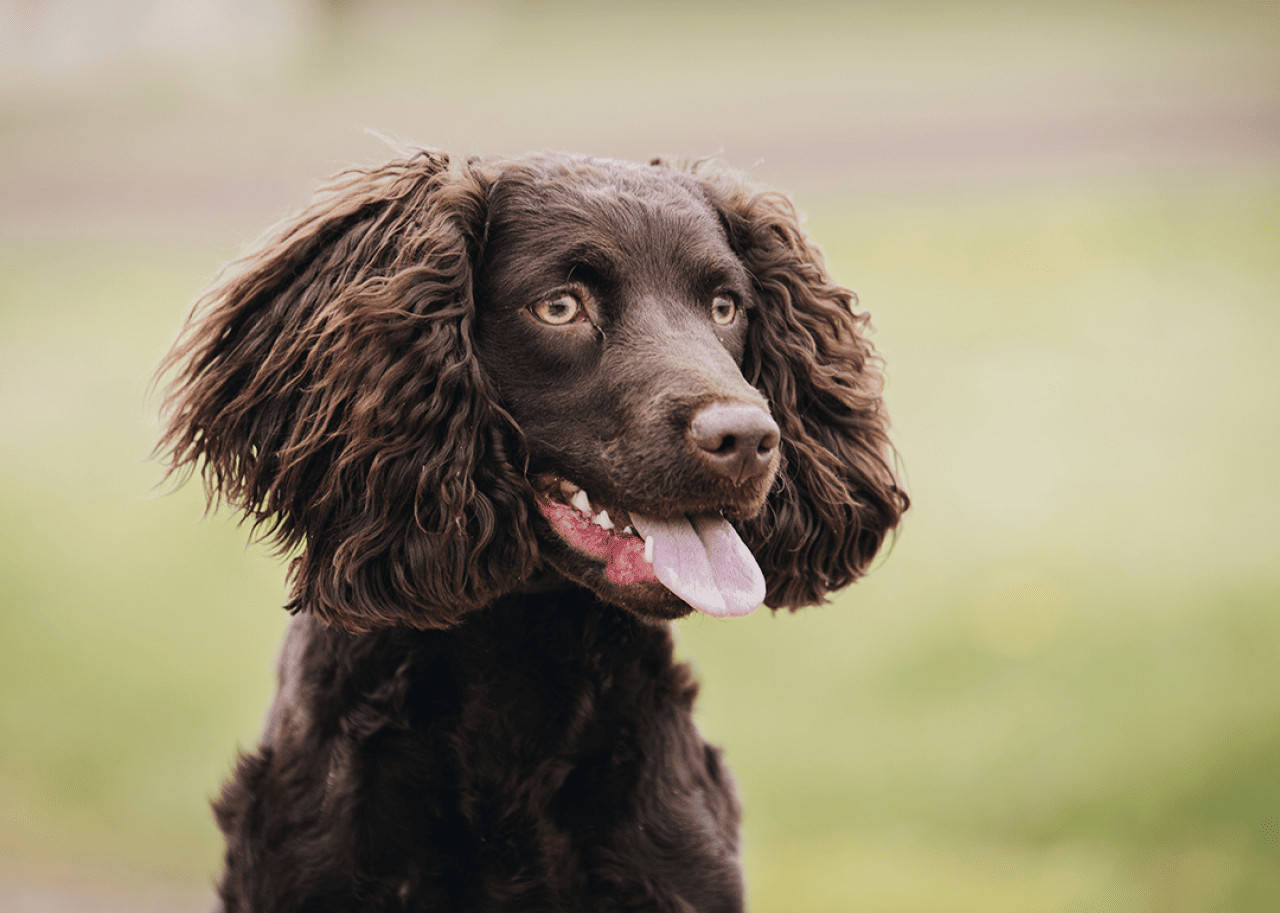 Portrait of a brown American Water Spaniel.