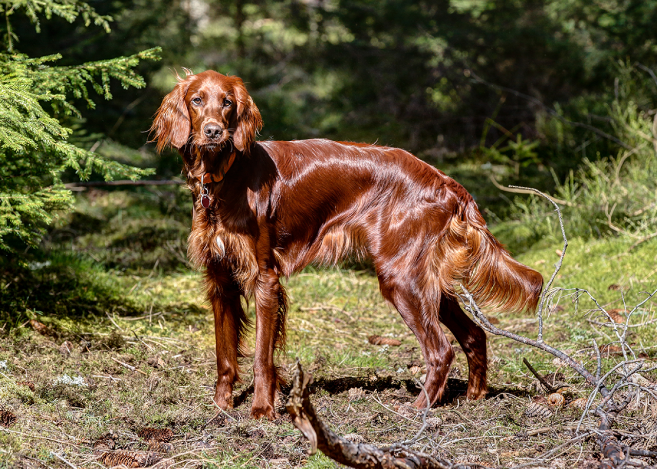 Red Irish Setter standing in forest on a sunny day.